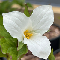 Trillium grandiflorum